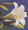 image-723025-Lilly.jpg